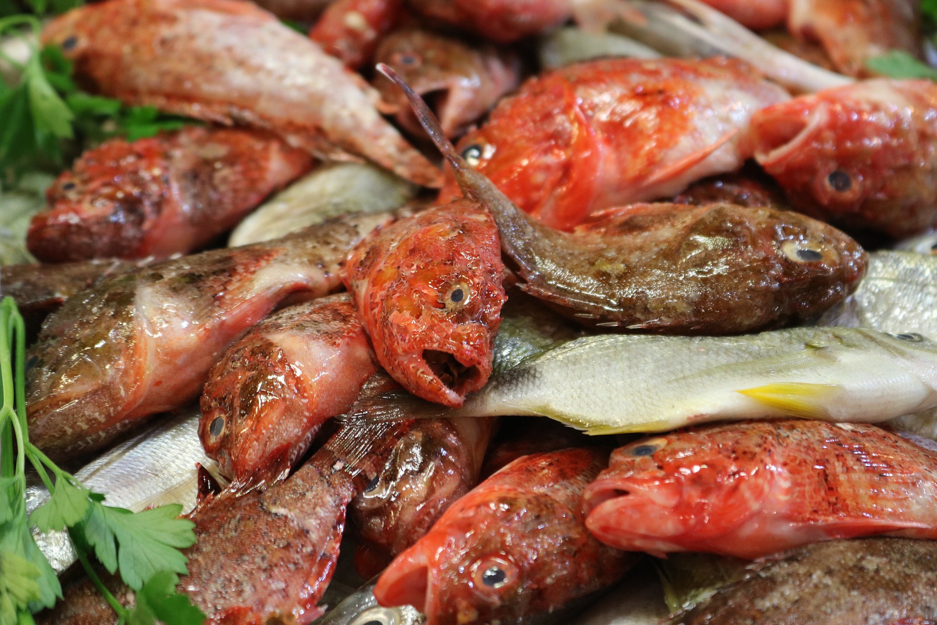 Koliko otrovnih riba poznajete?