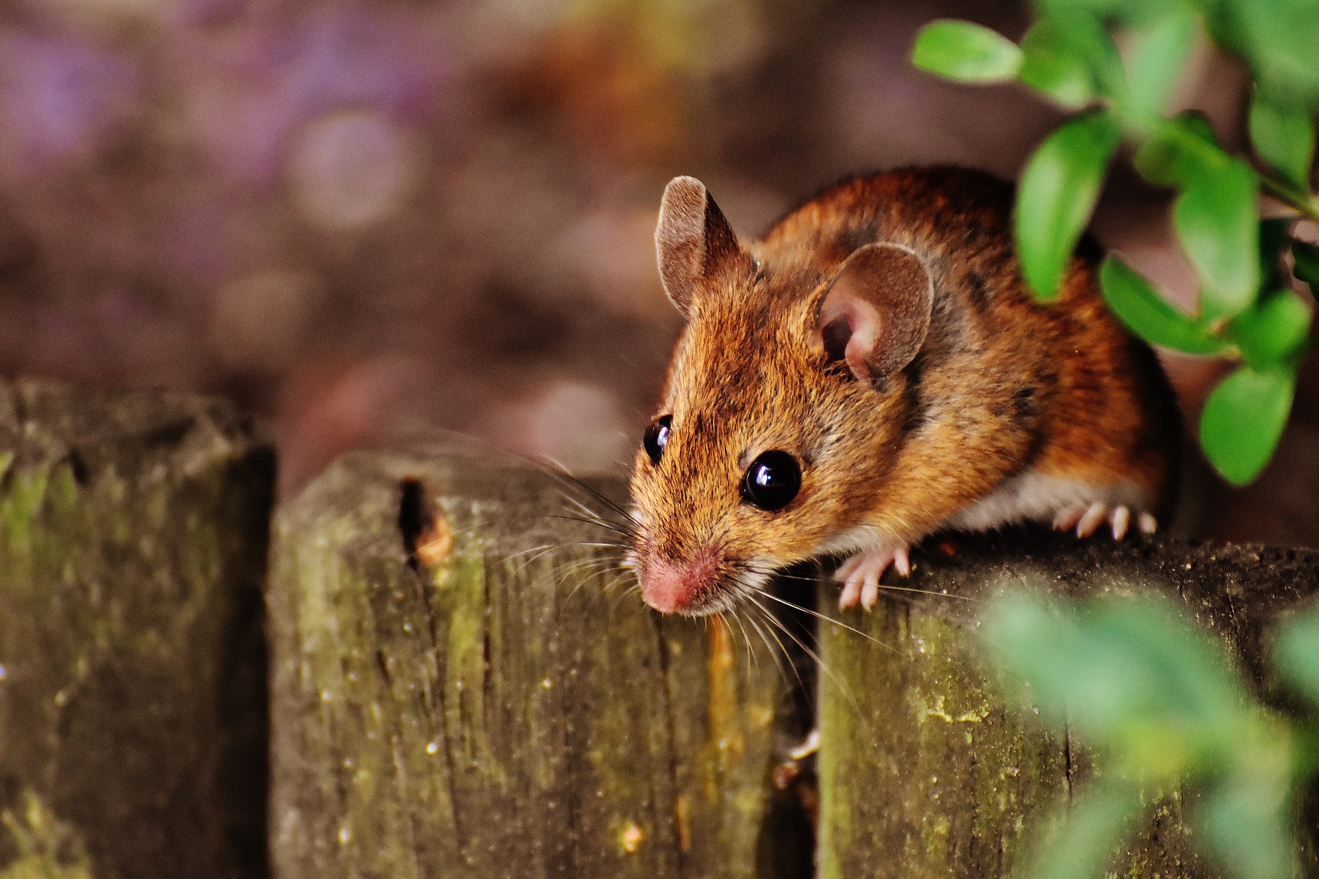 OPREZ! Pojavila se opaka bolest – mišja groznica