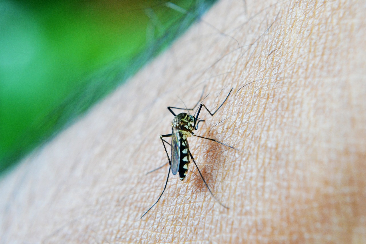 Naglo hlađenje planeta dovelo bi do značajne porasta malarije u svijetu