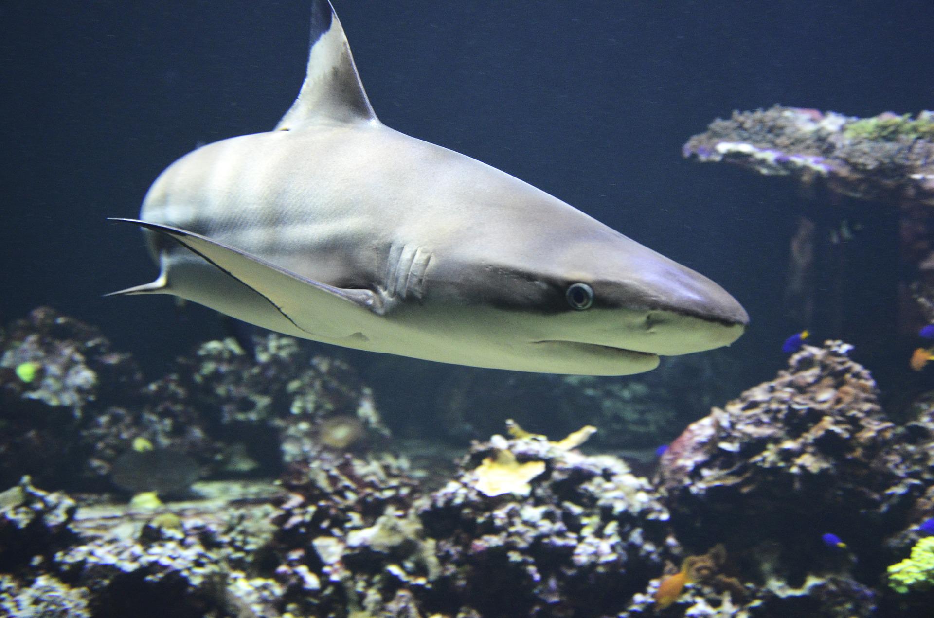 JADRAN: U napadu morskog psa u 150 godina poginulo 11 kupača