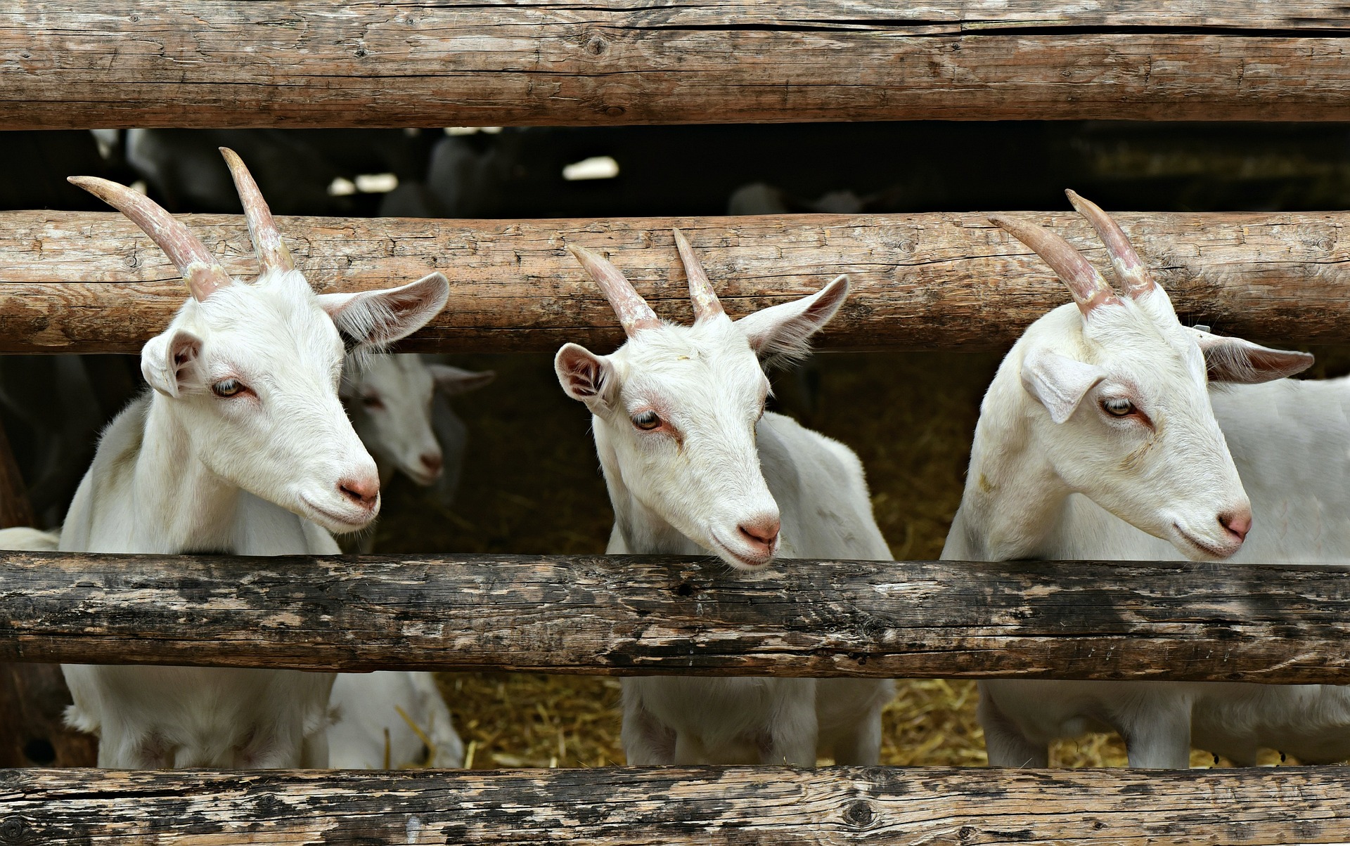 SEGET DONJI: 24. savjetovanje uzgajivača ovaca i koza i 23. izložba sireva