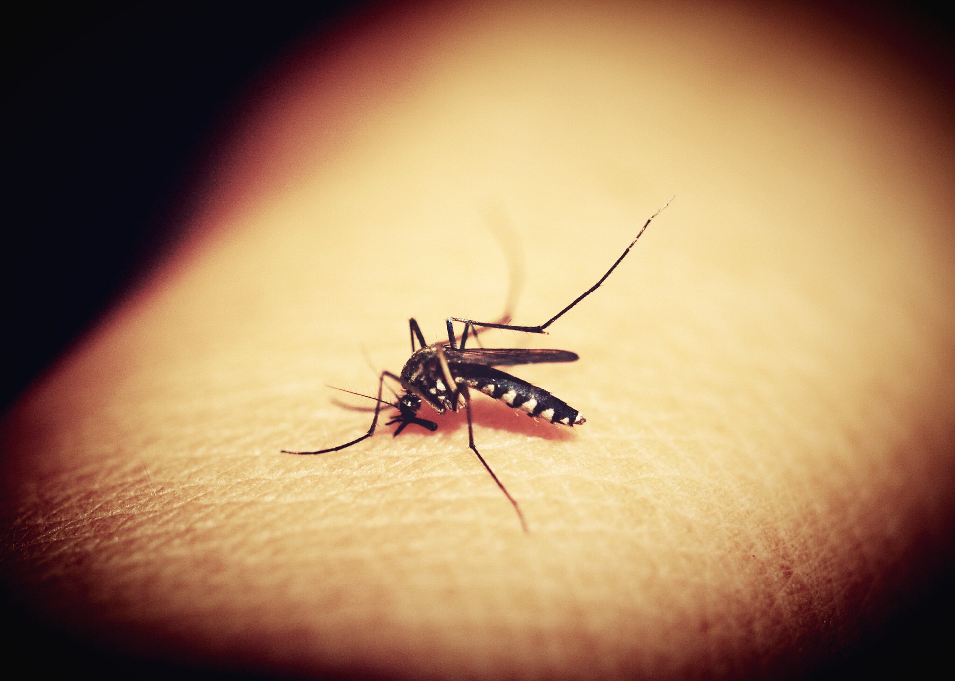 Europom se šire tigrasti komarci koji mogu prenijeti opasne viruse