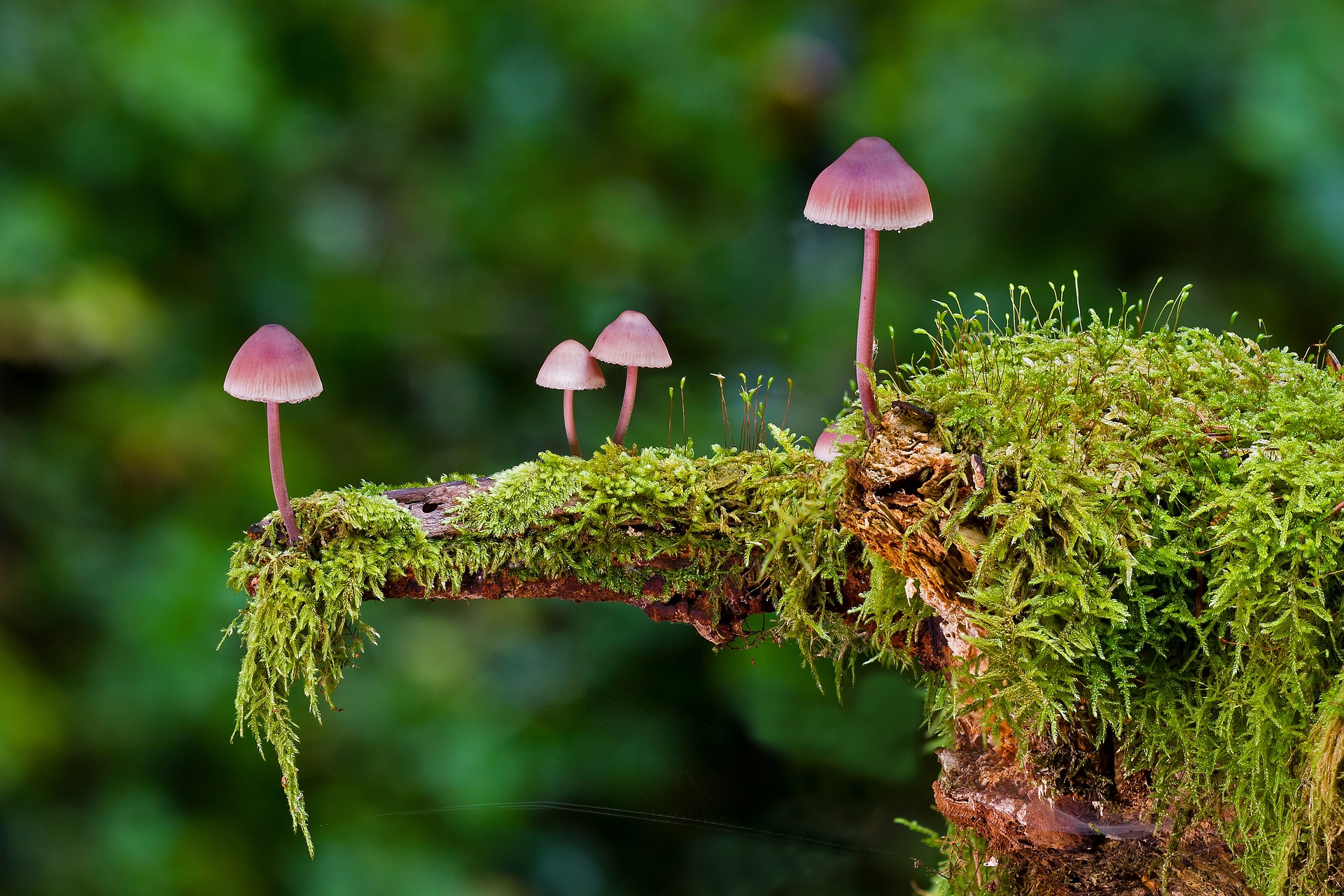 Halucinogene gljive mogu biti važan lijek