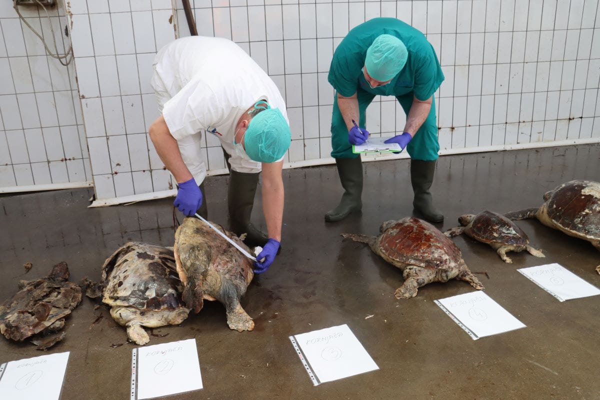 DOVRŠENA OBDUKCIJA Sve upućuje da su se kornjače utopile uslijed zapletanja u ribarske mreže koće