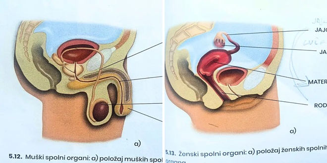 MIZOGINIJA Ovo je udžbenik za 6. razred, pogledajte kako su prikazali muški, a kako ženski organ!